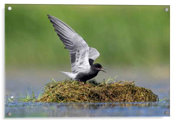 Black Tern on Nest Acrylic by Arterra 
