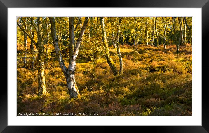 Autumn trees on Stanton Moor Framed Mounted Print by Chris Drabble