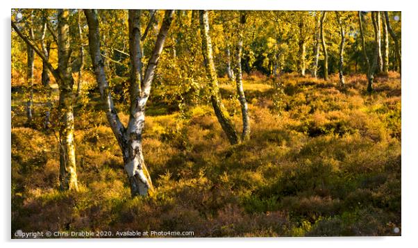 Autumn trees on Stanton Moor Acrylic by Chris Drabble