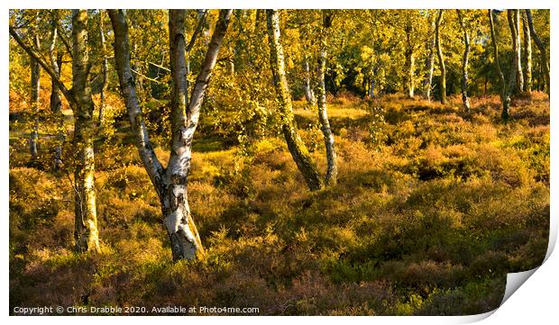 Autumn trees on Stanton Moor Print by Chris Drabble