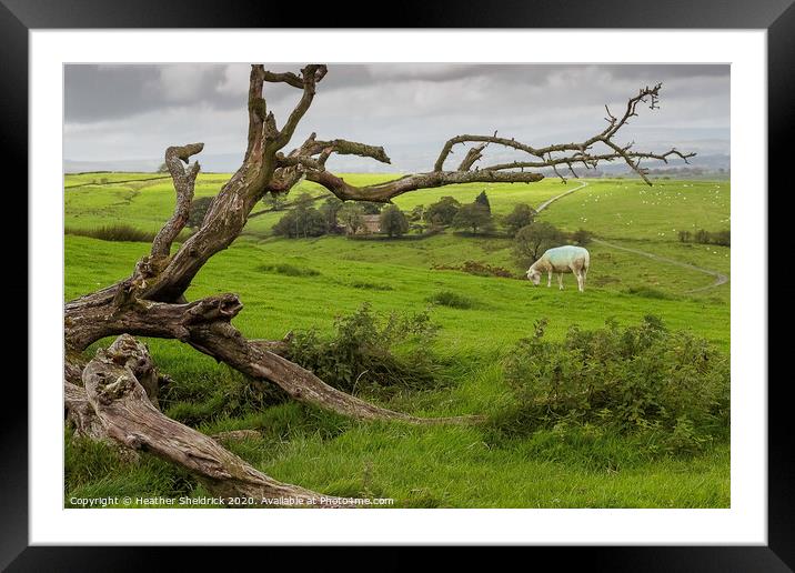Skeleton of  tree with lone sheep on moorland hill Framed Mounted Print by Heather Sheldrick