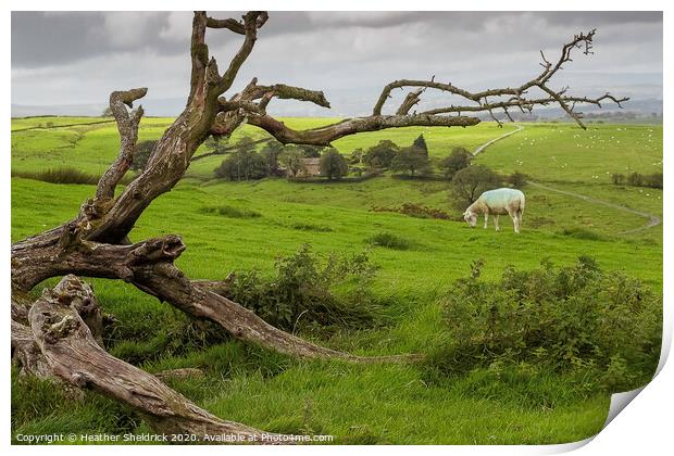 Skeleton of  tree with lone sheep on moorland hill Print by Heather Sheldrick