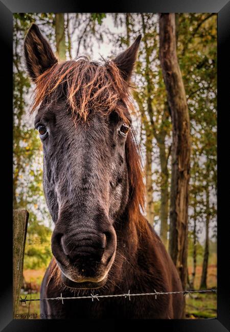 Friendly Horse Framed Print by Jeremy Sage
