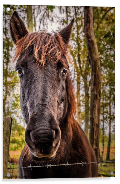 Friendly Horse Acrylic by Jeremy Sage