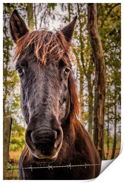 Friendly Horse Print by Jeremy Sage