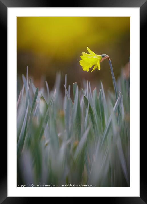 Daffodil Dreams Framed Mounted Print by Heidi Stewart