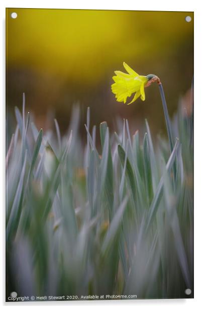 Daffodil Dreams Acrylic by Heidi Stewart