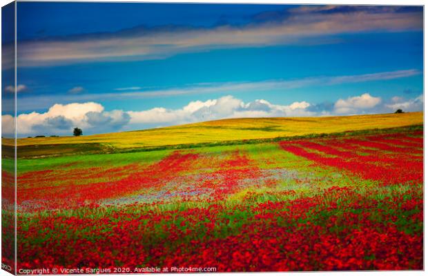Poppies arranged in rows Canvas Print by Vicente Sargues