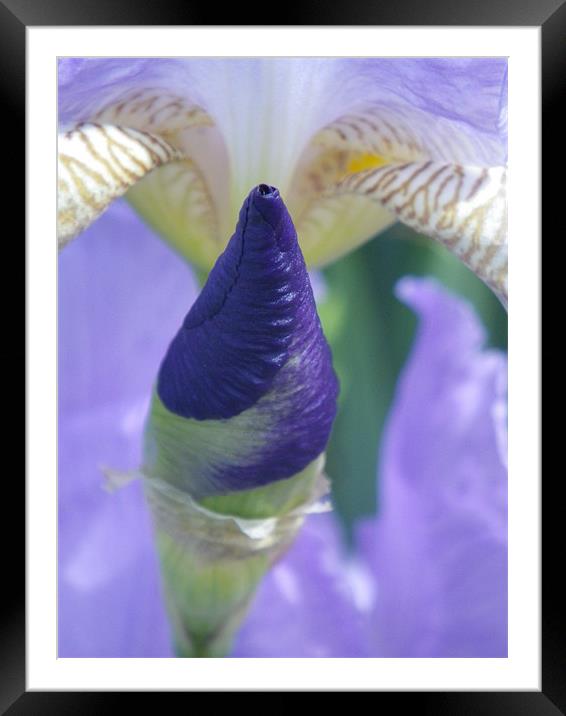 Purple Iris Bud Framed Mounted Print by Patti Barrett
