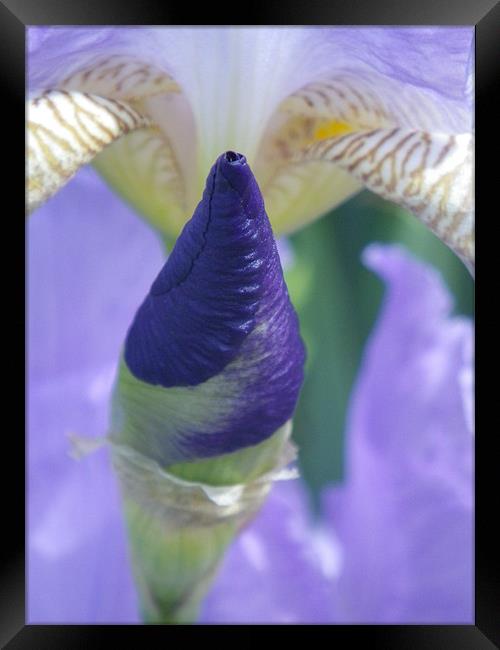 Purple Iris Bud Framed Print by Patti Barrett