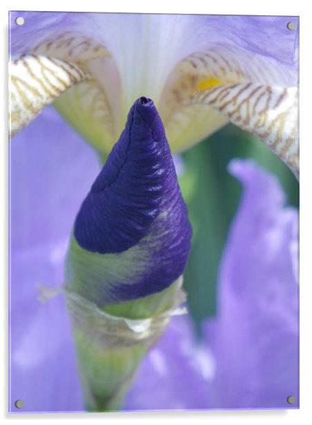 Purple Iris Bud Acrylic by Patti Barrett