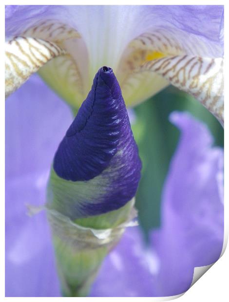 Purple Iris Bud Print by Patti Barrett