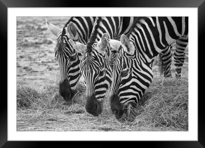 Zebra trio with heads down Framed Mounted Print by Howard Corlett