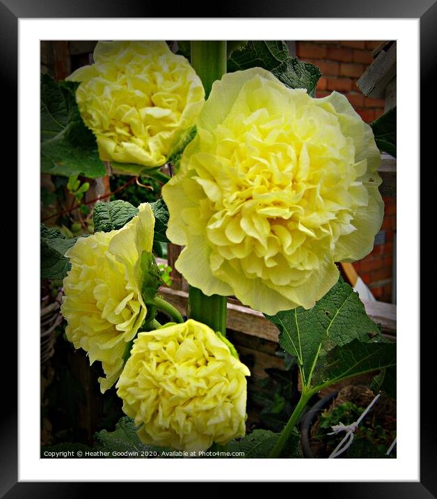 Yellow Hollyhock Framed Mounted Print by Heather Goodwin
