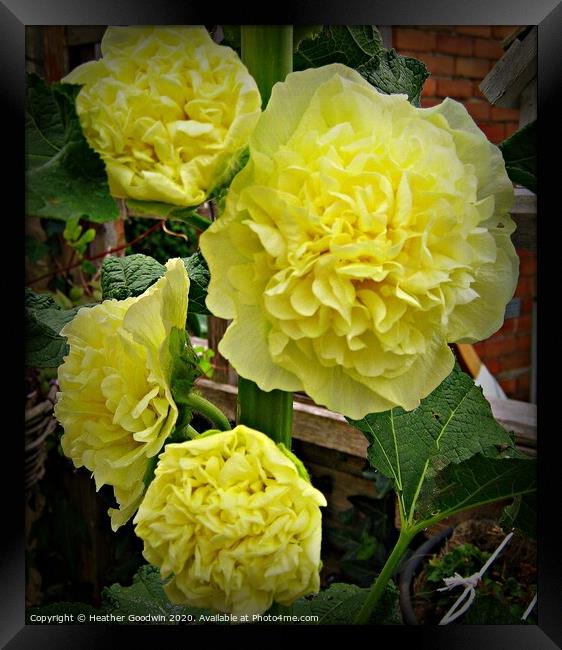  Yellow Hollyhock Framed Print by Heather Goodwin