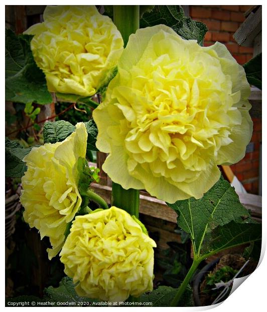  Yellow Hollyhock Print by Heather Goodwin