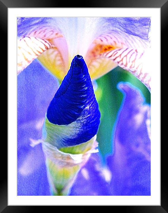 Buds can be dramatic Framed Mounted Print by Patti Barrett