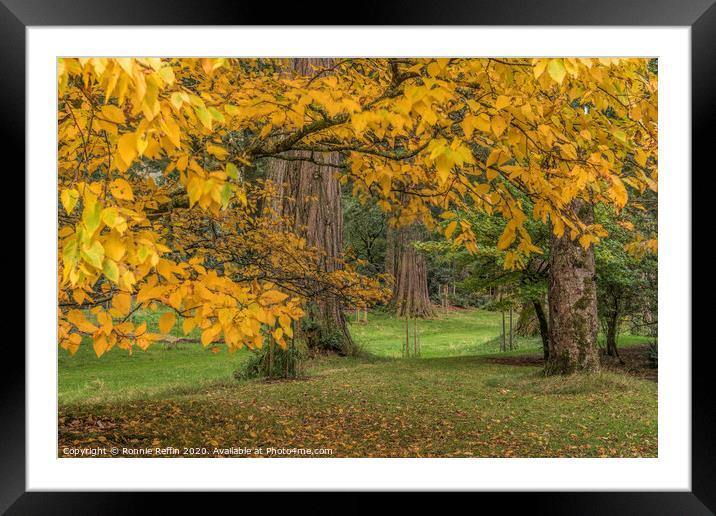 Autumn Sequoia Framed Mounted Print by Ronnie Reffin