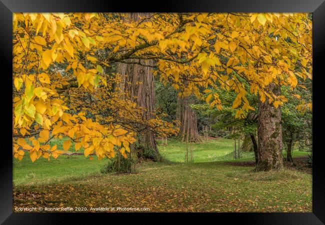 Autumn Sequoia Framed Print by Ronnie Reffin