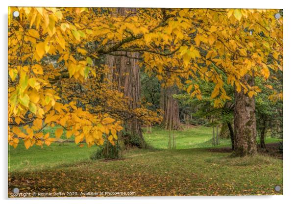 Autumn Sequoia Acrylic by Ronnie Reffin