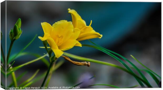 The yellow flower with greenery Canvas Print by Yagya Parajuli