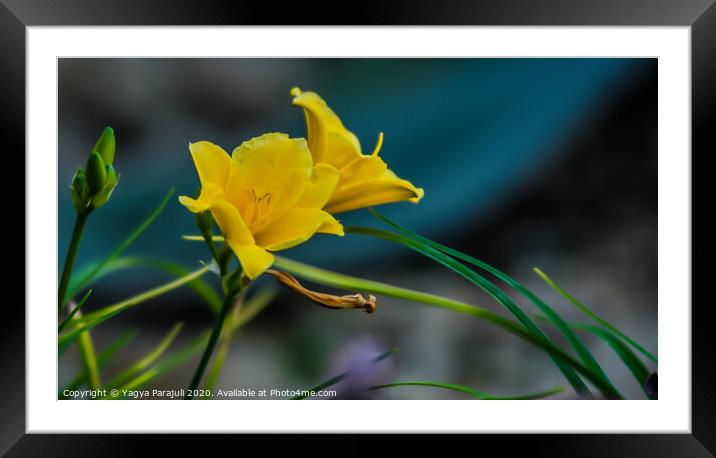 The yellow flower with greenery Framed Mounted Print by Yagya Parajuli