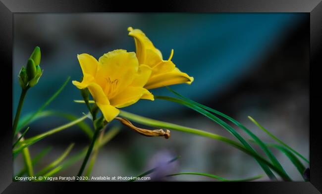 The yellow flower with greenery Framed Print by Yagya Parajuli