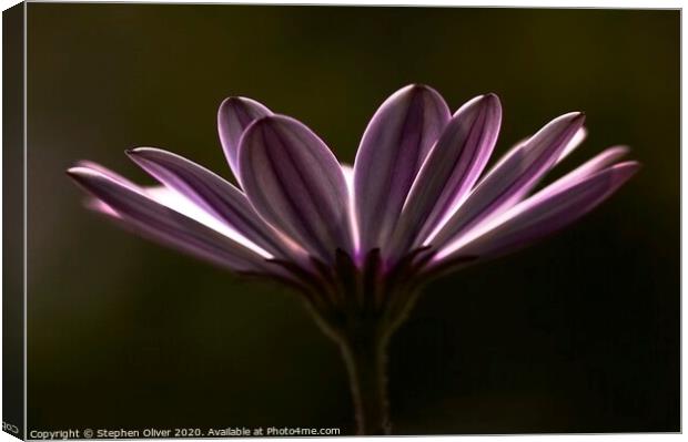 Purple Daisy Canvas Print by Stephen Oliver