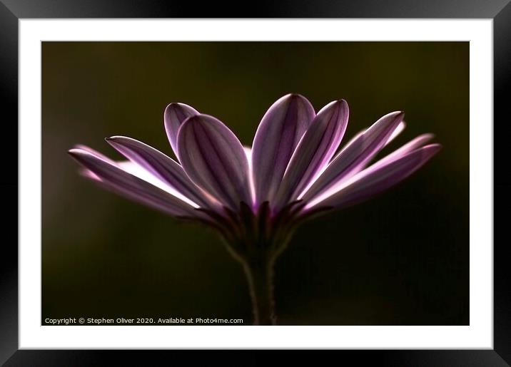 Purple Daisy Framed Mounted Print by Stephen Oliver