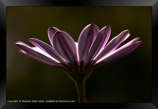 Purple Daisy Framed Print by Stephen Oliver
