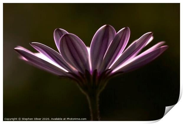 Purple Daisy Print by Stephen Oliver