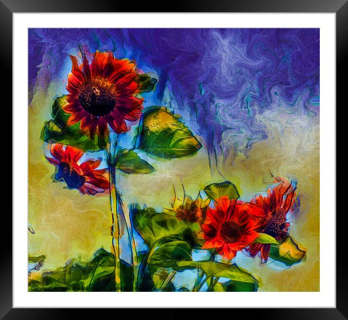 Sunflowers Framed Mounted Print by David Buckland