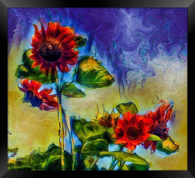 Sunflowers Framed Print by David Buckland