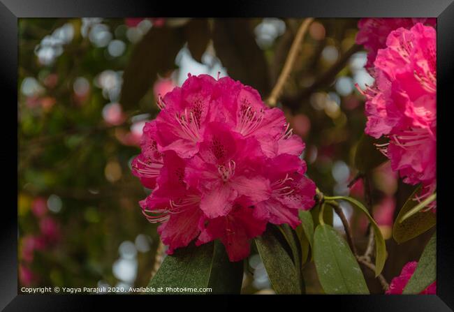 Rhododendron red flower with greenery Framed Print by Yagya Parajuli