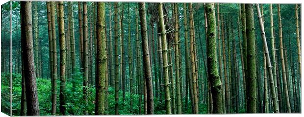 Wood for the Trees Canvas Print by Wayne Molyneux