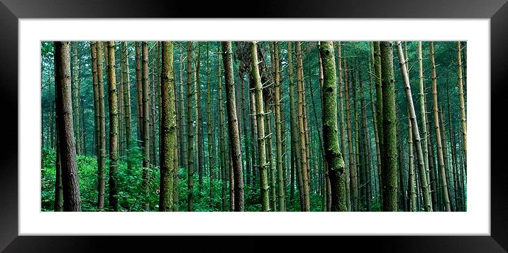 Wood for the Trees Framed Mounted Print by Wayne Molyneux