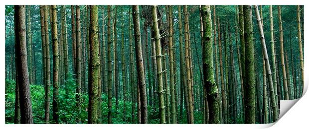 Wood for the Trees Print by Wayne Molyneux