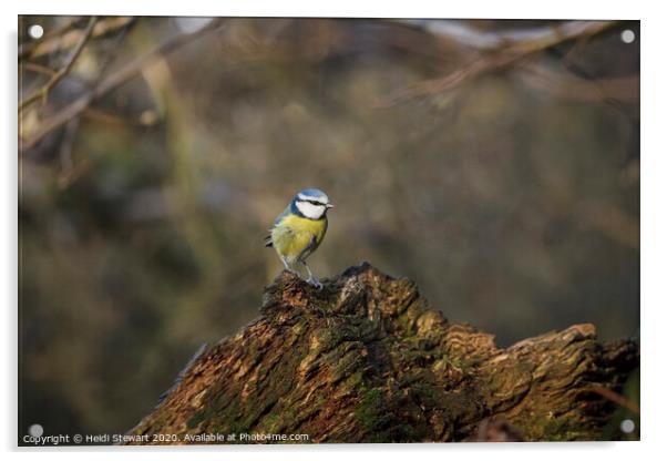 Blue Tit Acrylic by Heidi Stewart