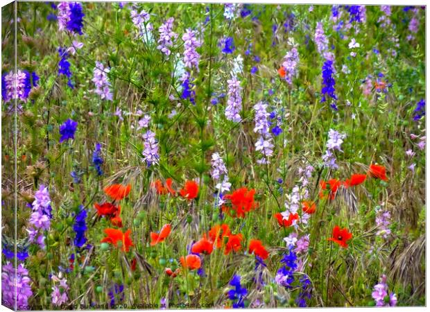 Wild Flowers Canvas Print by David Buckland