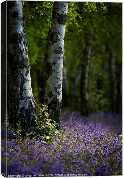 Bluebell wood Canvas Print by Stephen Oliver