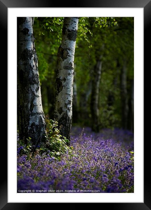Bluebell wood Framed Mounted Print by Stephen Oliver