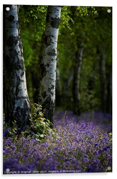 Bluebell wood Acrylic by Stephen Oliver