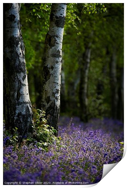 Bluebell wood Print by Stephen Oliver