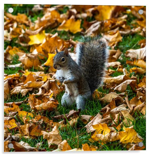 Grey Squirrel. Acrylic by Angela Aird