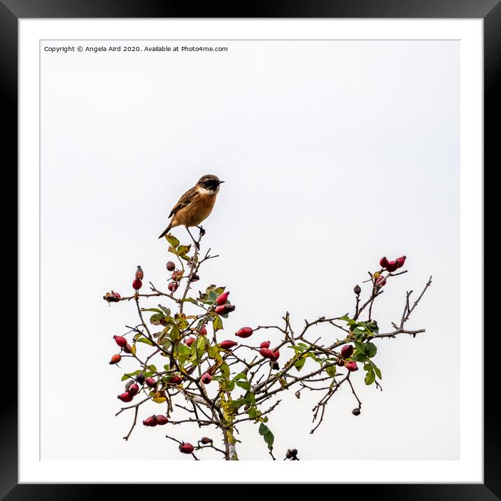 Stonechat. Framed Mounted Print by Angela Aird