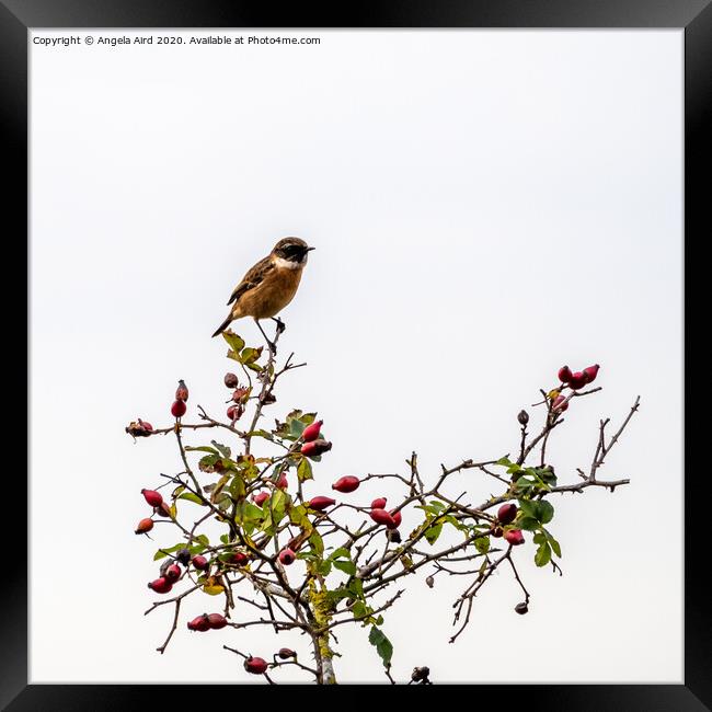 Stonechat. Framed Print by Angela Aird