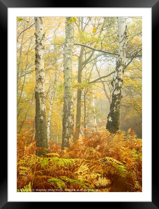 Autumn Forest Framed Mounted Print by Stephen Oliver
