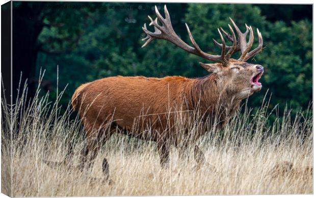 The Stag. Canvas Print by Angela Aird
