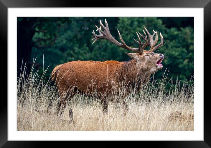 The Stag. Framed Mounted Print by Angela Aird