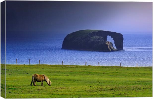 Dore Holm and Shetland Pony during Downpour Canvas Print by Arterra 